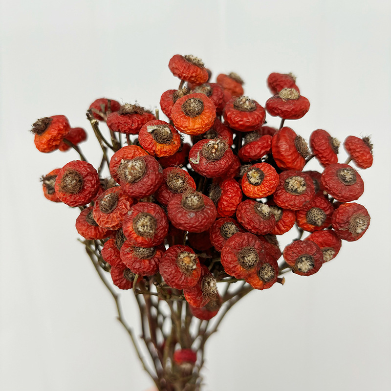 Dried Flower Bulk - 10 Stück/Bündel Getrocknete Hagebuttenbeeren Natürliche Trockenblumen