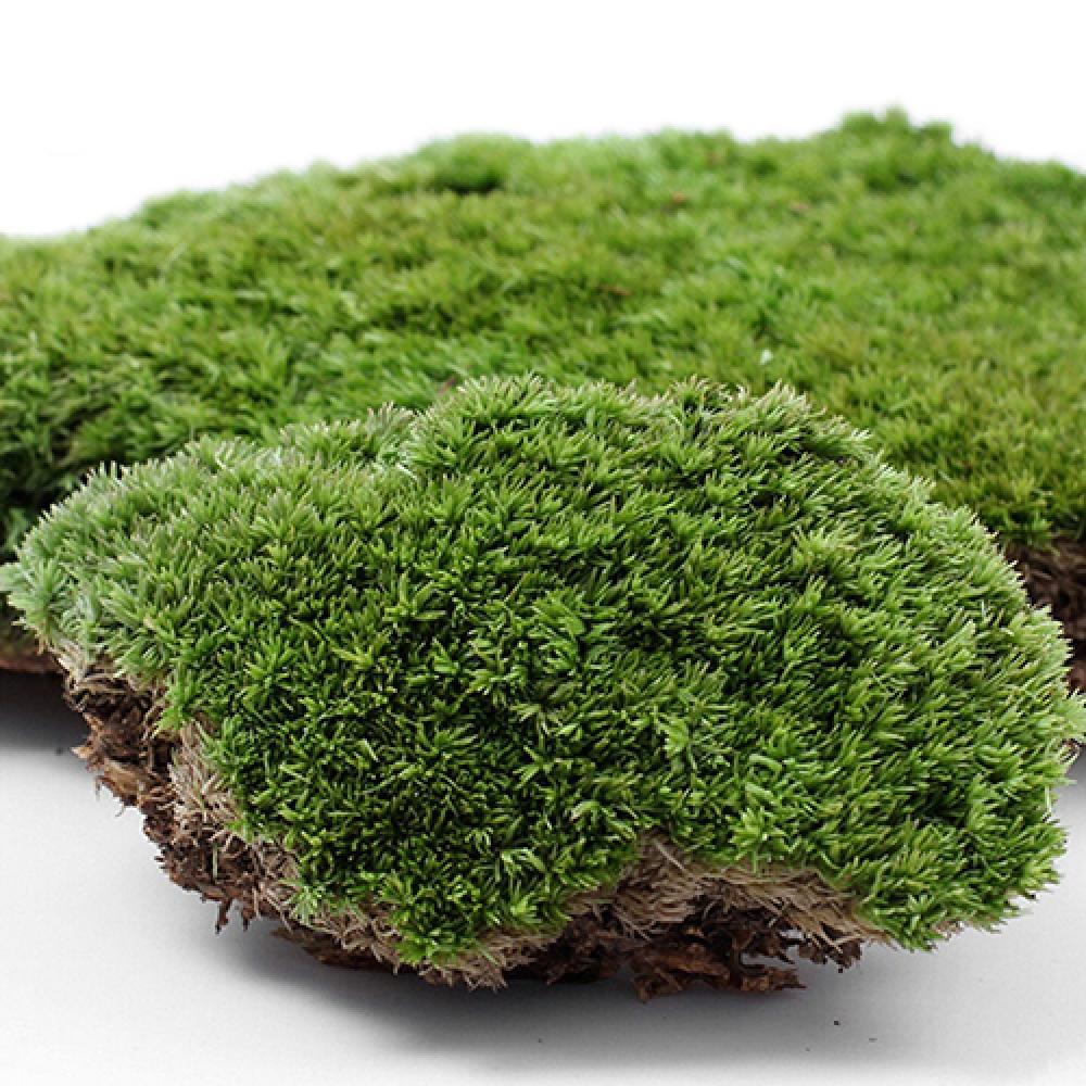Terrarium Moss Art - Künstliche grüne Gras Moos Pflanze Ornament