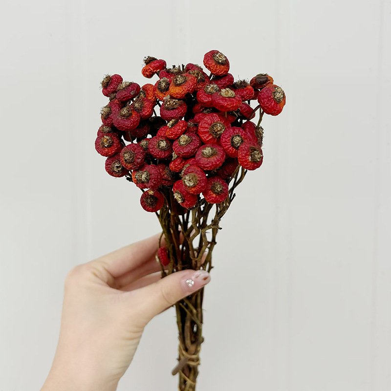 10 Stück/Bündel Getrocknete Ha – Dried Flower Bulk Bewertung und Preis