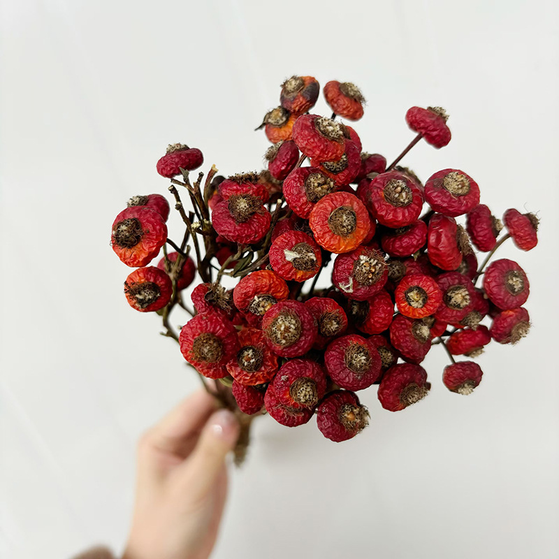 10 Stück/Bündel Getrocknete Ha – Dried Flower Bulk Bewertung und Preis