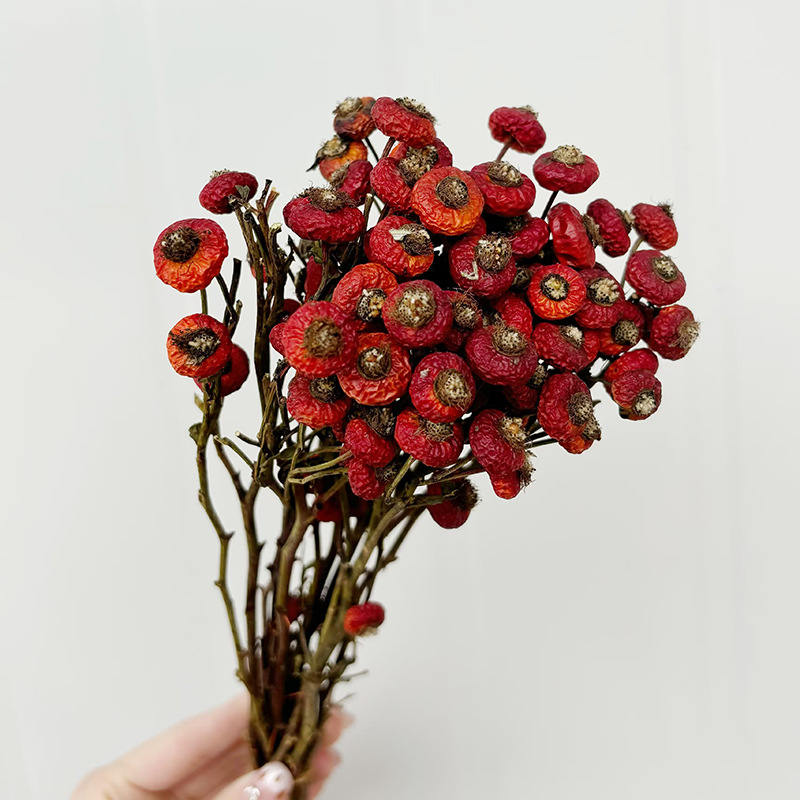 10 Stück/Bündel Getrocknete Ha – Dried Flower Bulk Bewertung und Preis