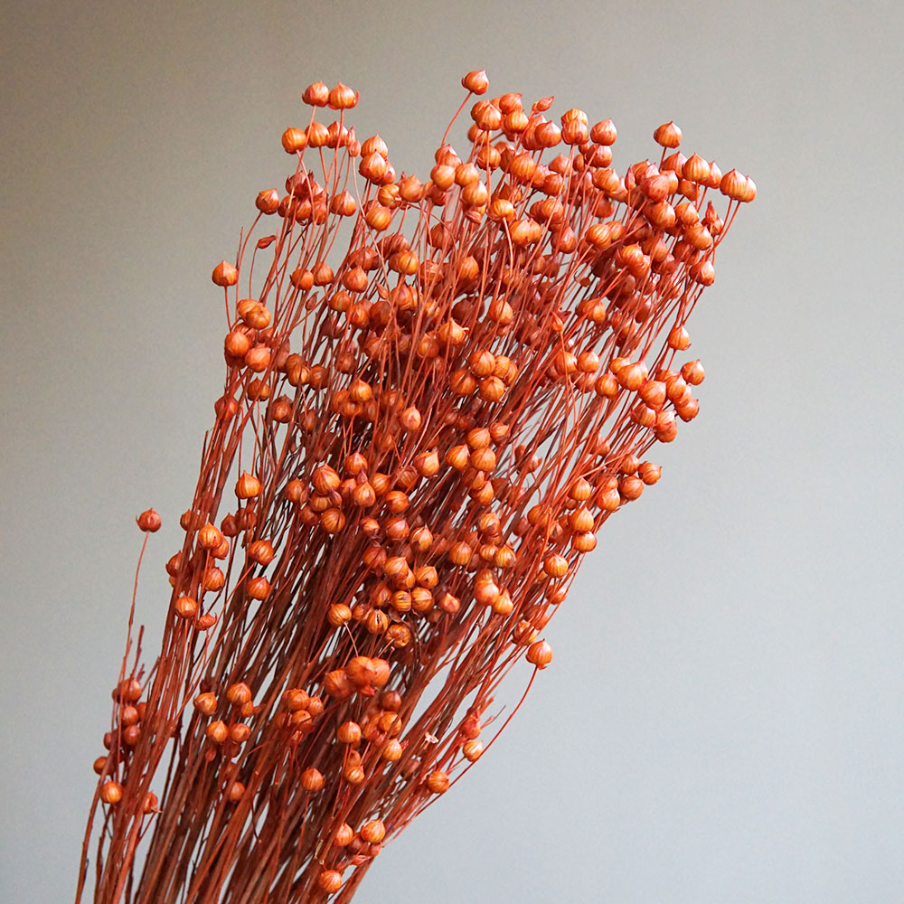 35 g/konservierte Ormosia Hosi – Dried Flower Bulk Bewertung und Preis