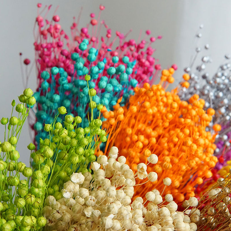 35 g/konservierte Ormosia Hosi – Dried Flower Bulk Bewertung und Preis