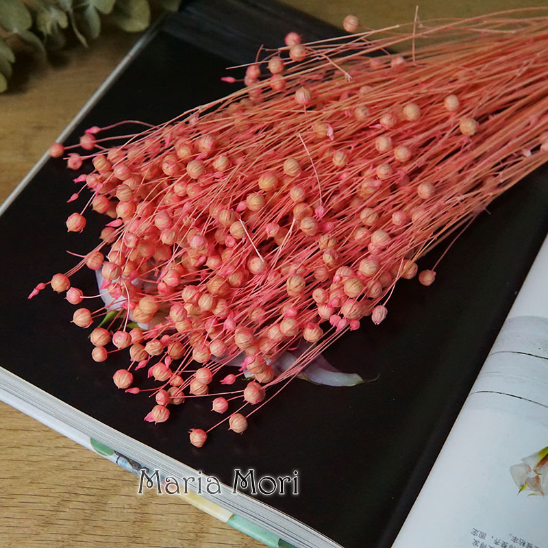 35 g/konservierte Ormosia Hosi – Dried Flower Bulk Bewertung und Preis