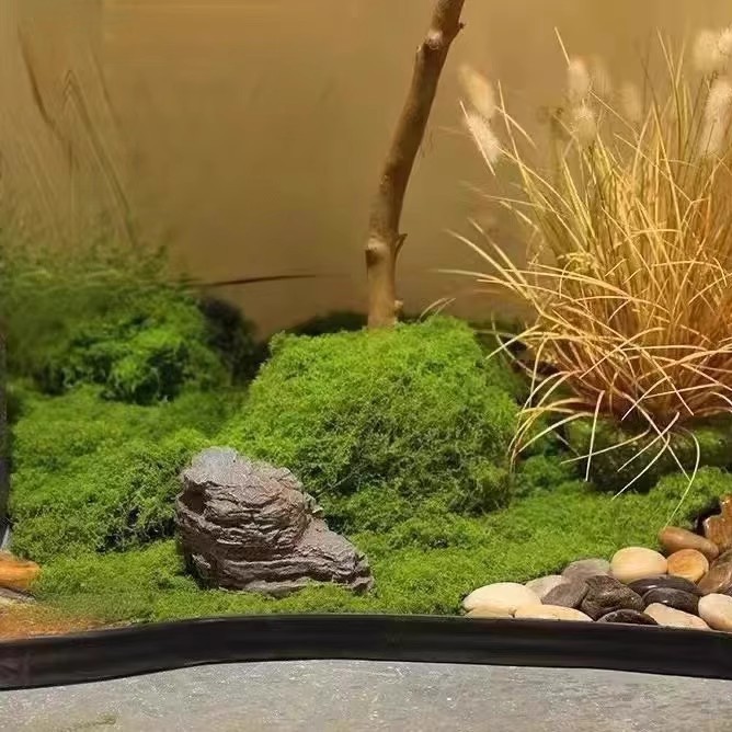 200g Ewiges Leben Moos DIY Bas – Terrarium Moss Art Bewertung und Preis