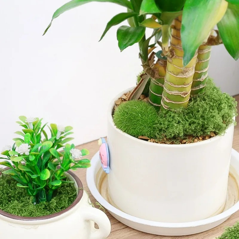 30/300G Künstliches Realistisc – Terrarium Moss Art Bewertung und Preis