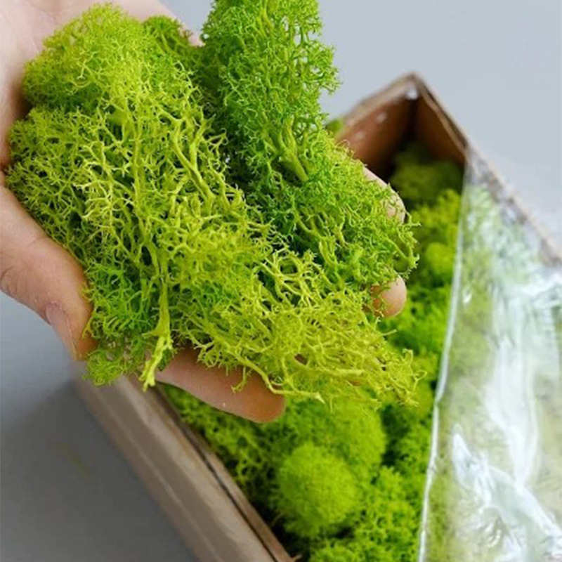 100/200/500g Ewiges Moos DIY B – Terrarium Moss Art Bewertung und Preis