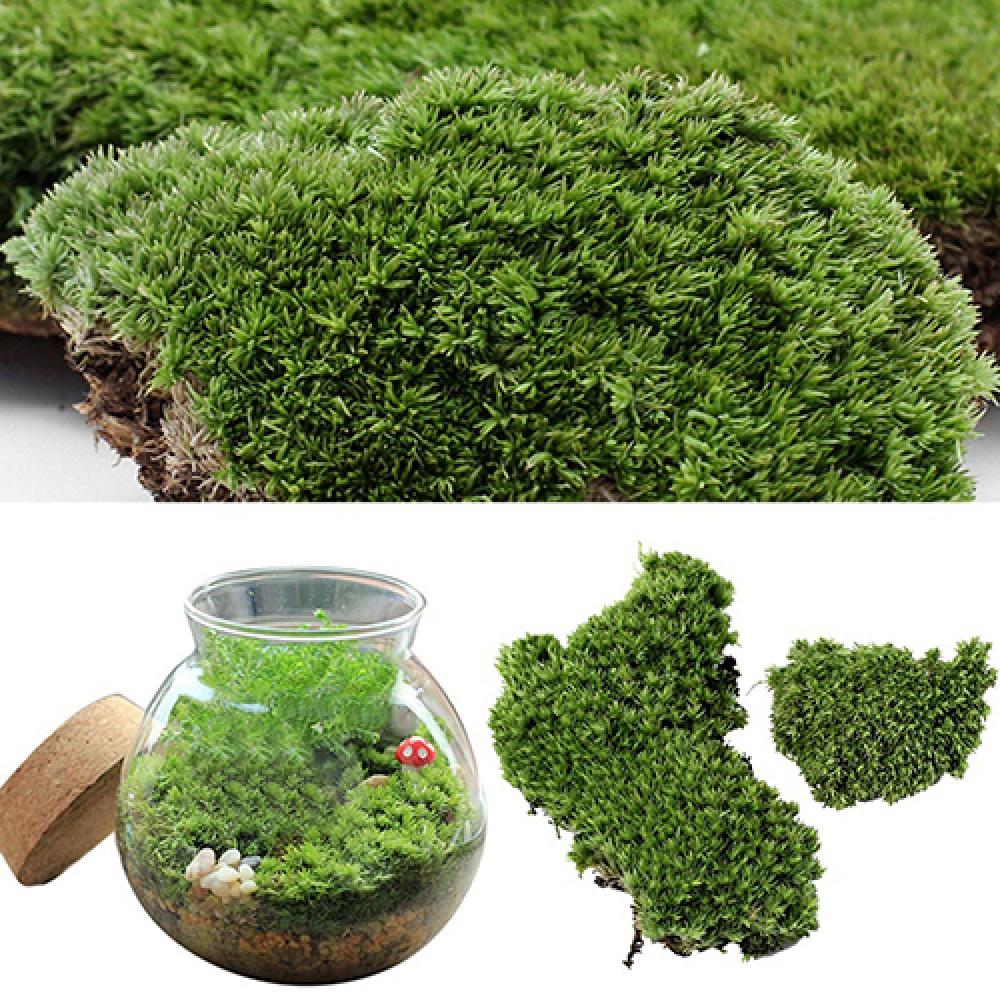 Künstliche grüne Gras Moos Pfl – Terrarium Moss Art Bewertung und Preis