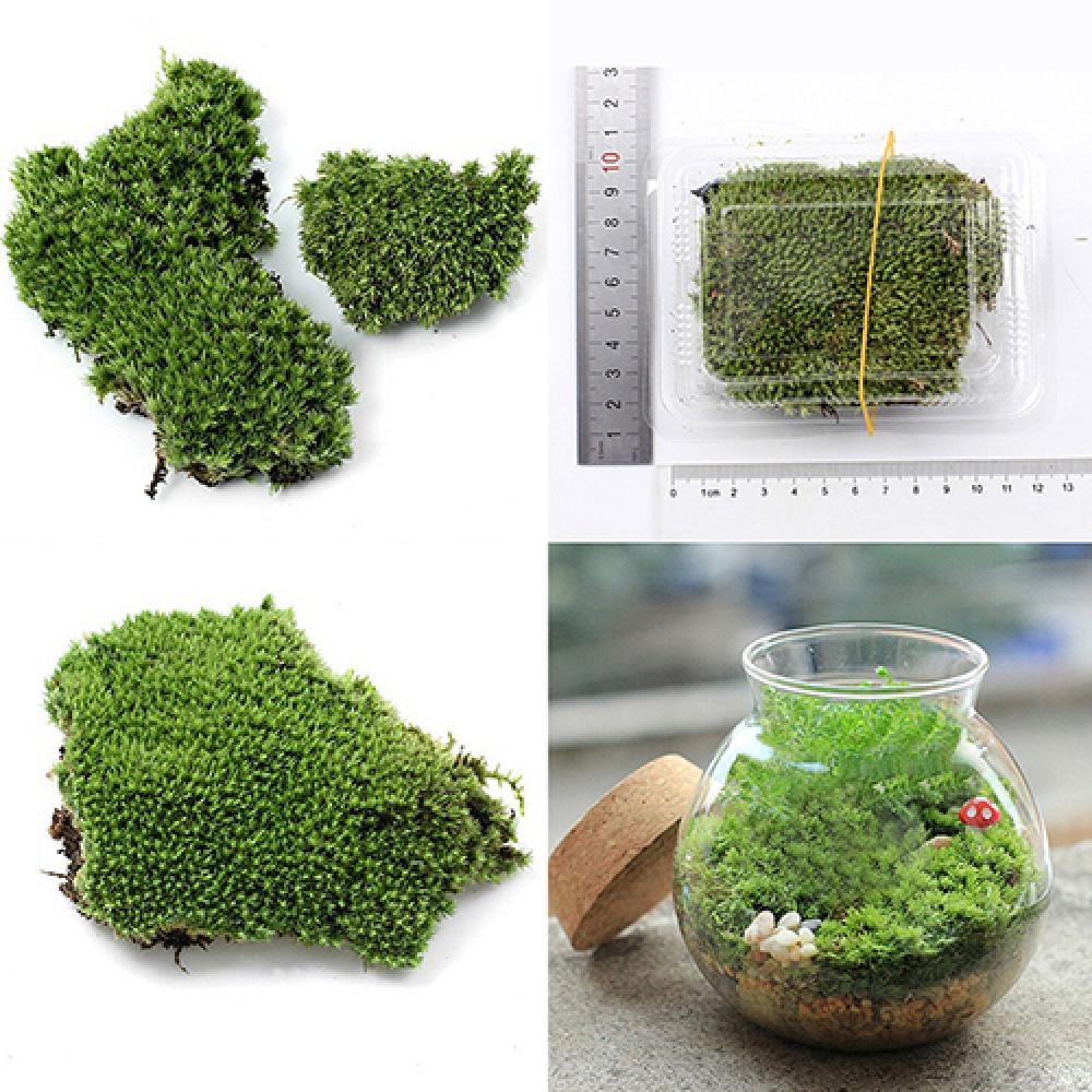 Künstliche grüne Gras Moos Pfl – Terrarium Moss Art Bewertung und Preis