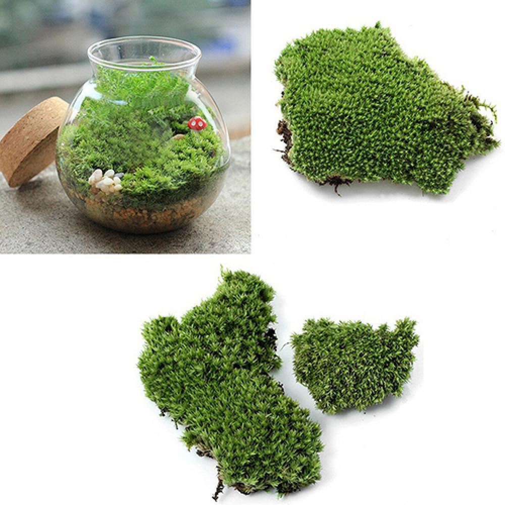 Künstliche grüne Gras Moos Pfl – Terrarium Moss Art Bewertung und Preis