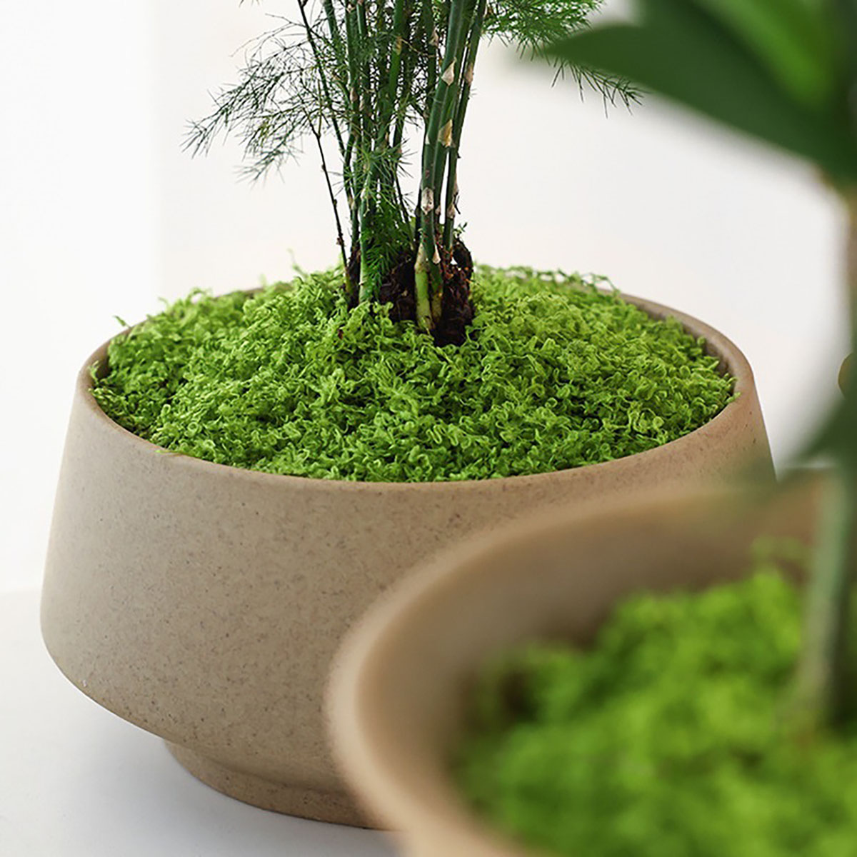 Ungefähr 20 g künstliche grüne – Terrarium Moss Art Bewertung und Preis