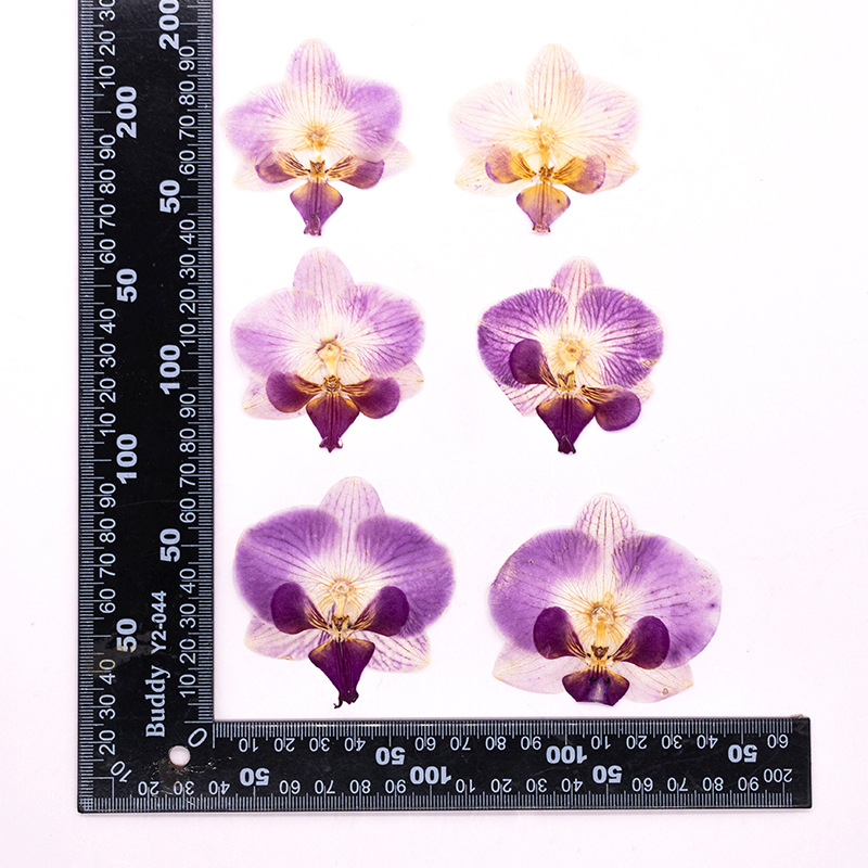 4 Stück Gepresste Getrocknete  – Dried Flower Bulk Bewertung und Preis